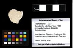 Foto (Objekt + Etiketten) von Goniodromites bidentatus (Reuss, 1858) 